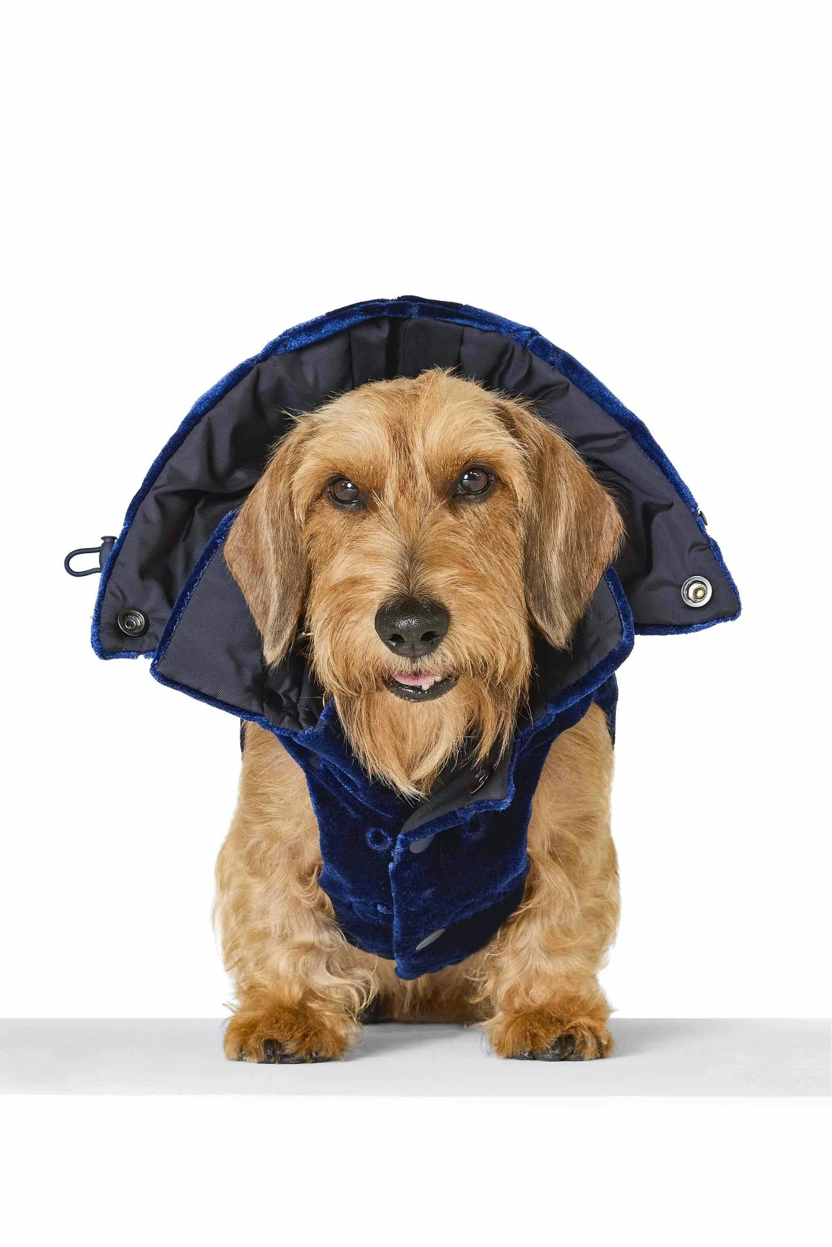 Poldo Dog Couture x Giorgio Armani - Monogram jacquard velvet coat €590 (Courtesy of press)