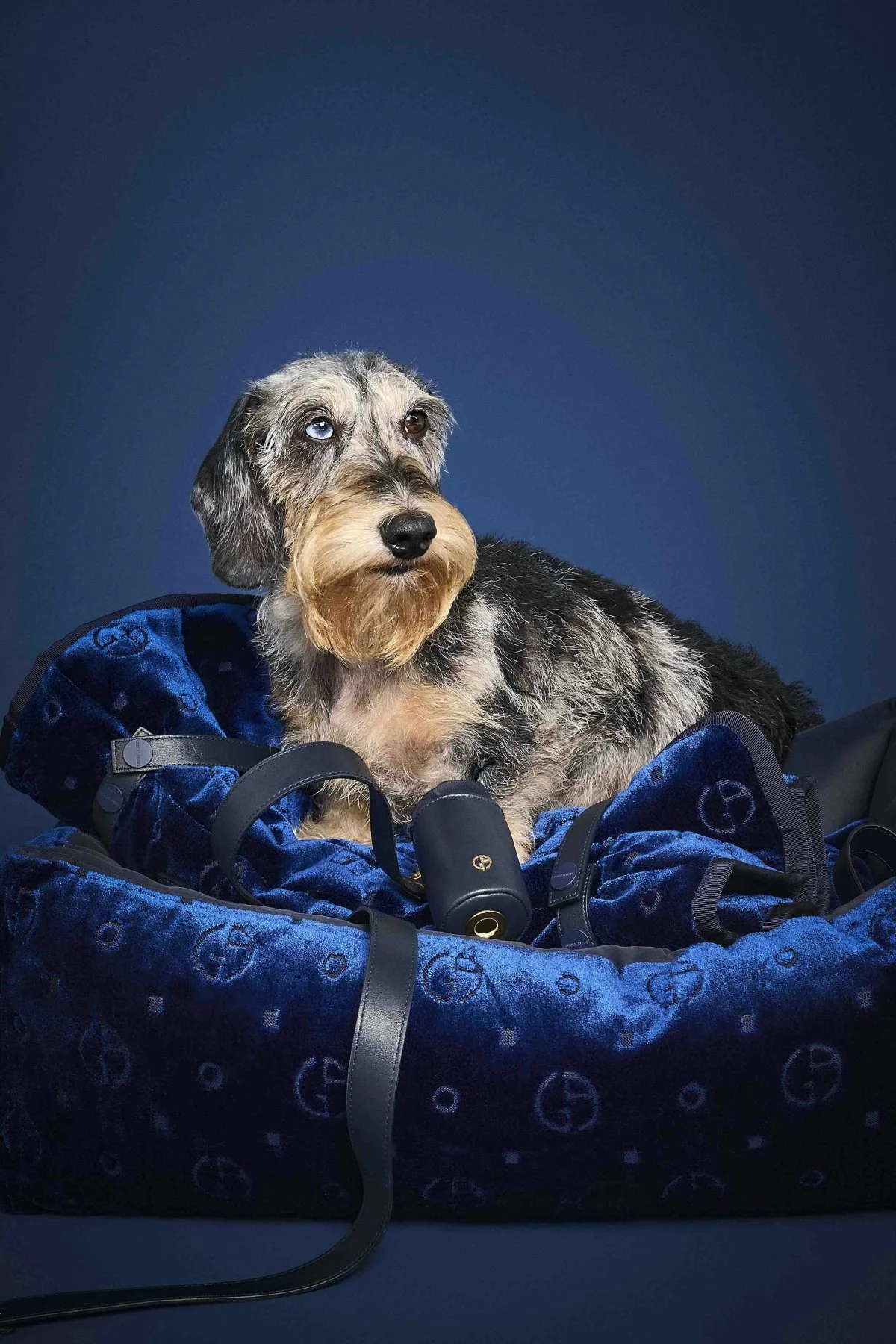 Poldo Dog Couture x Giorgio Armani - Leather leash €250, Monogram jacquard velvet doghouse €990 (Courtesy of press)