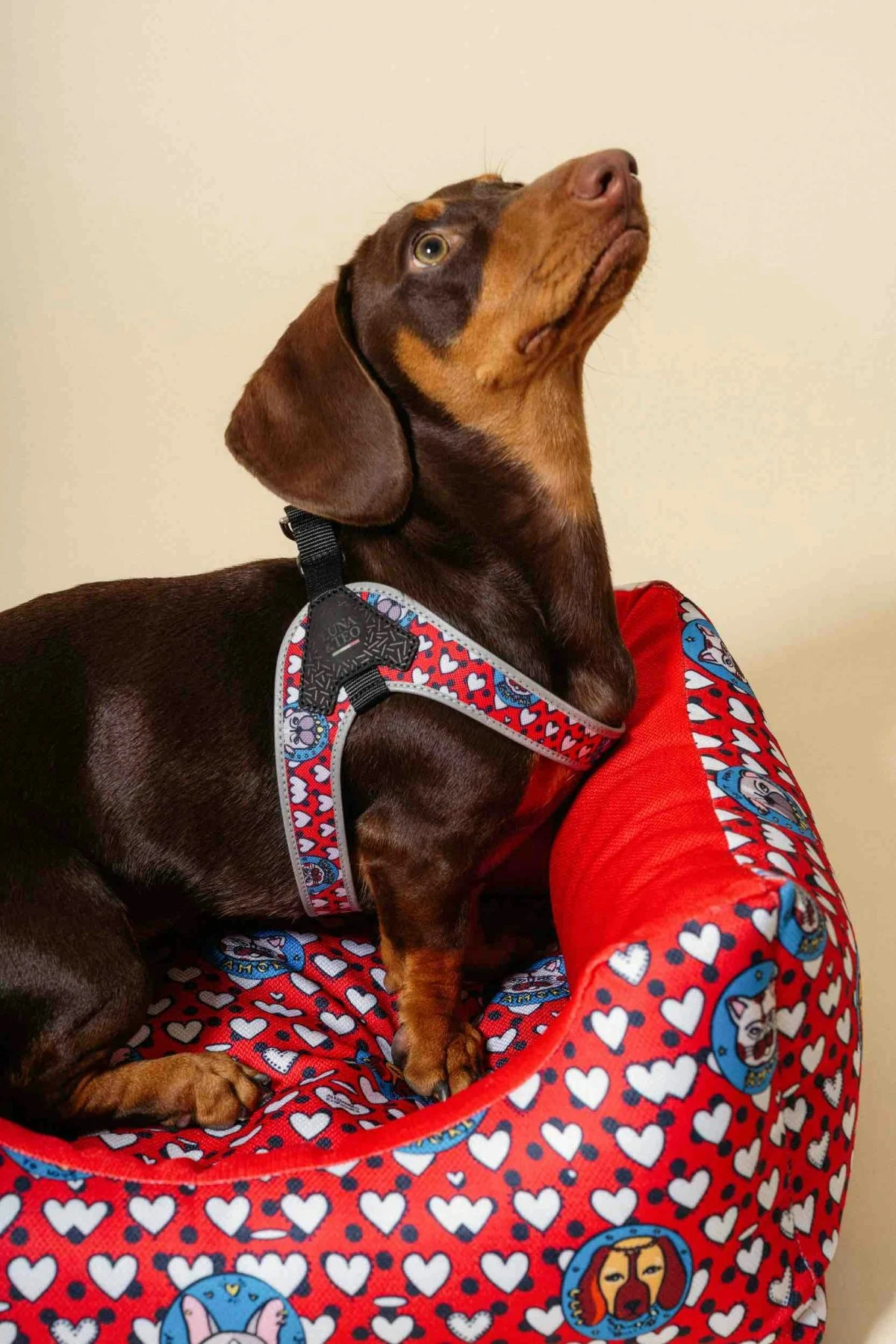 Alessandro Enriquez x Arcaplanet - Harness €28.99 (Courtesy of press)