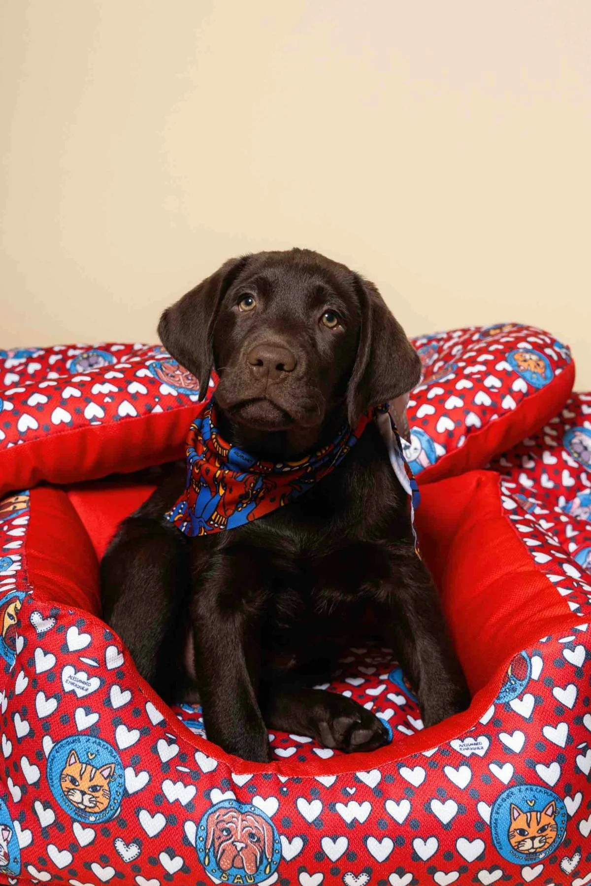 Alessandro Enriquez x Arcaplanet - Rectangular kennel €79.99 (Courtesy of press)